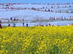 Rape blossoms and Nemophila in Hitachi Seaside Park