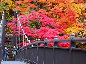 Kurenai-no-Tsuribashi in autumn