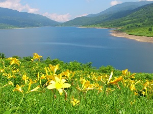 Daylilies around Lake Nozori