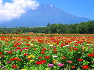 Mt.Fuji in summer around Lake Yamanaka