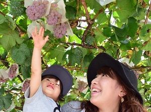 Grape picking in Katsunuma