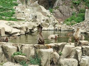 Bathing monkeys in Jigokudani Monkey Park