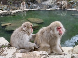 Monkeys in summer