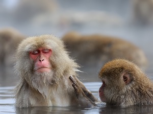 Monkeys enjoying hot spring