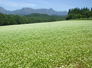 Soba field on Togakushi highland
