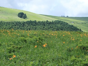 Daylily in Kirigamine