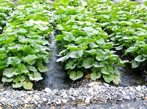 Growing wasabi