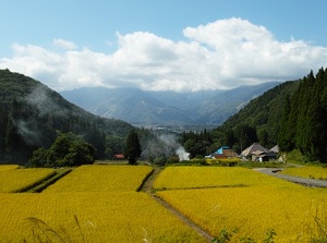 Rice terraces of Aoni in autumn