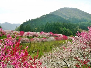 Hanamomo around Hirugami Onsen