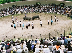 Bullfighting in Ojiya and Yamakoshi