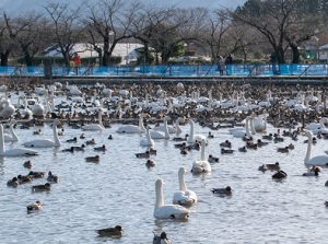 Feeding time in Lake Hyo