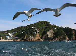 Flying sea gulls on the pleasure boat