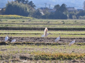 Toki in rice field in Sado