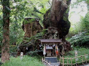 Old camphor tree in Kinomiya Shrine