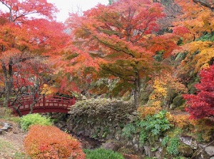 Atami Ume Tree Garden in autumn