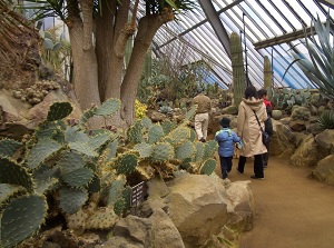 Cactuses in Izu Shaboten Zoo