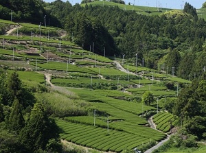 Tea farm in Makinohara