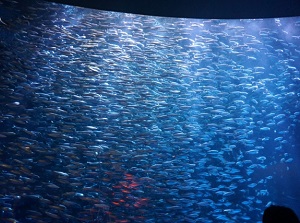 Countless sardines in the aquarium