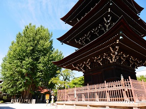 Three-storied pagoda and ginkgo tree in Hida Kokubunji