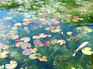 Monet's Pond