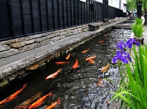 Carp in Setogawa