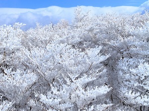 Soft rime in Mount Gozaisho in winter