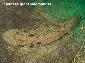 Japanese giant salamander