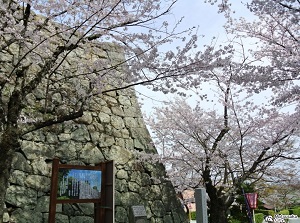 Matsusaka Castle in spring