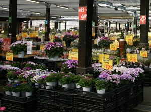 Flower market in Nabana no Sato