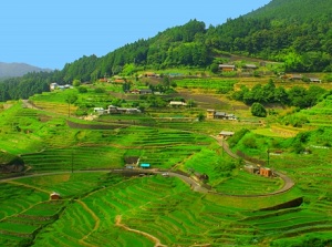 Maruyama Rice Terrace