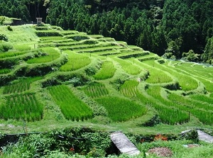 Maruyama Rice Terrace