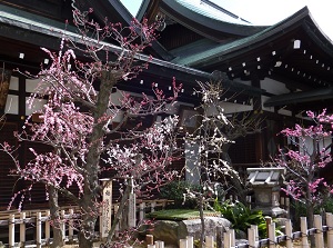 Ume blossoms in Osaka Tenmangu