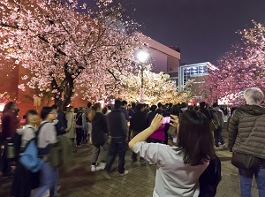 Cherry Blossom Viewing in Japan Mint