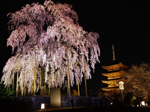 Five-story Pagoda and cherry tree in Toji