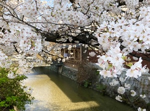 Shirakawa River in spring