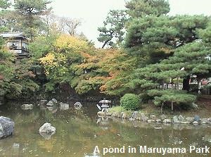 A pond in Maruyama park