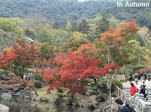 Maruyama park in autumn