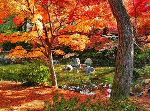 Colored leaves in Maruyama Park
