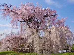 Weeping cherry of Gion in Maruyama Park