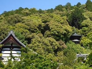 Eikando in early summer