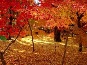 Colored leaves in Eikando
