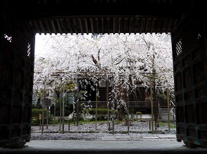 Cherry blossoms in Bishamon-do