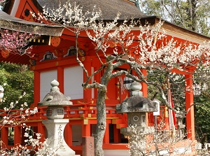 Ume trees in Kitano Tenmangu