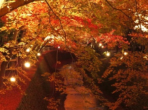 Colored leaves in Kitano Tenmangu in autumn