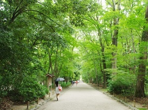 Approach in Tadasu-no-mori in Shimogamo Shrine