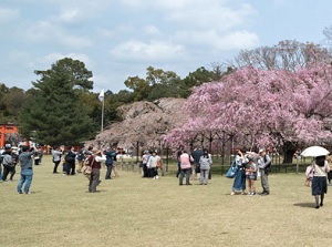 Kamigamo Shrine in spring