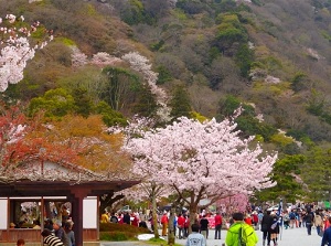 Arashiyama in spring