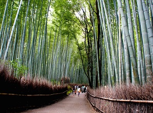 Path of Bamboo grove