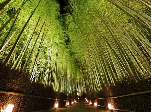 Path of Bamboo grove in Arashiyama Hanatouro