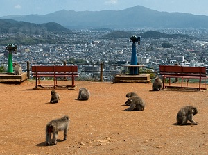 Arashiyama Monkey Park